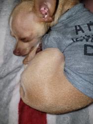 Lost Male Dog last seen FM 155 and 2911, Big Sandy, TX 75755