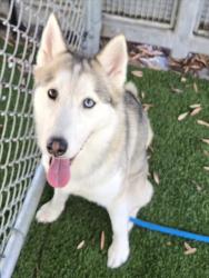 Shelter Stray Female Dog last seen , 1850 W 60th St, Los Angeles, CA 90047, USA