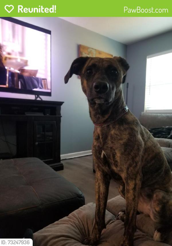 Reunited Female Dog last seen Near Allena Ln, Richland Hills, TX 76118, USA, Richland Hills, TX 76118