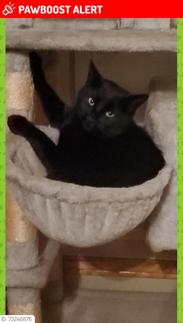 Lost Male Cat last seen Royal gardens subdivision, Sherwood Park, AB T8A 4P7