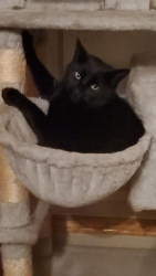 Lost Male Cat last seen Royal gardens subdivision, Sherwood Park, AB T8A 4P7