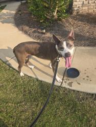 Found/Stray Male Dog last seen Harris teeter, Charlotte, NC 28269