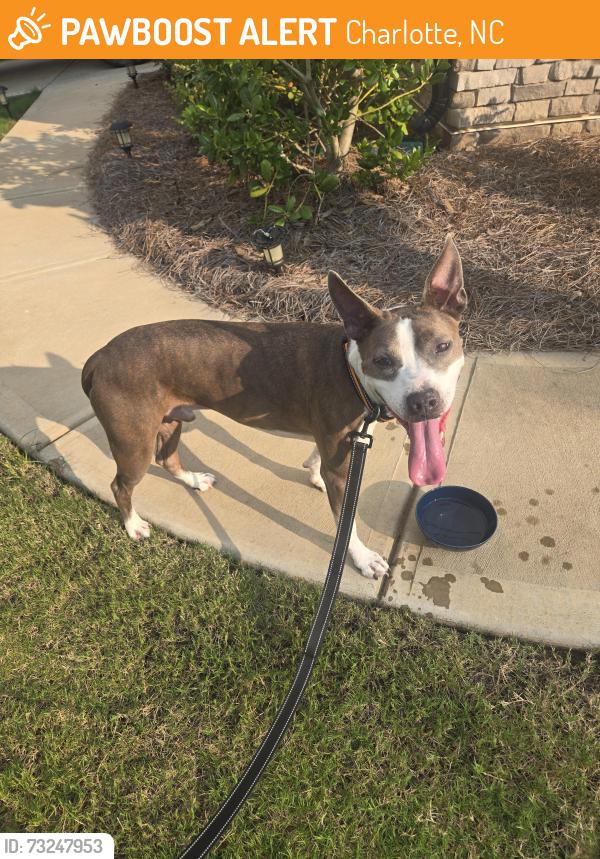Found/Stray Male Dog last seen Harris teeter, Charlotte, NC 28269