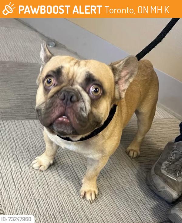 Found/Stray Male Dog last seen Rimrock Road and Rockaway Glenn Road, Toronto, ON M3H 4K7