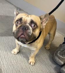Found/Stray Male Dog last seen Rimrock Road and Rockaway Glenn Road, Toronto, ON M3H 4K7