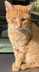 Lost Male Cat last seen Highway 212 near Fincher road, Covington, GA 30014