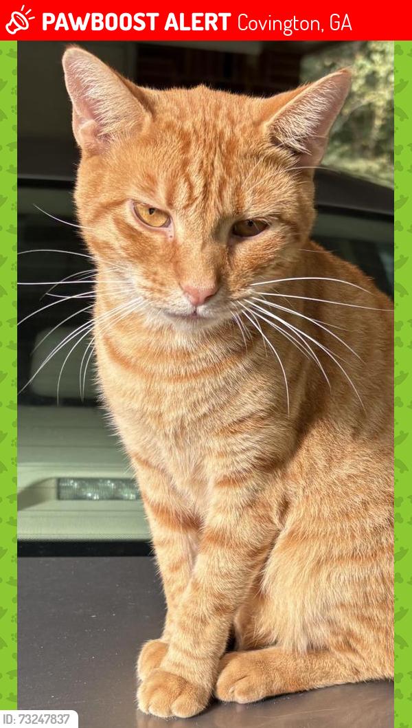 Lost Male Cat last seen Highway 212 near Fincher road, Covington, GA 30014