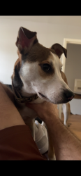 Reunited Male Dog last seen 4th and Irene, Deer Park, TX 77536