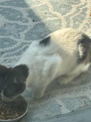 Found/Stray Female Cat last seen lousiana mountain, Albuquerque, NM 87110