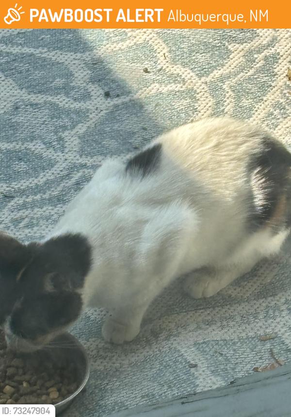 Found/Stray Female Cat last seen lousiana mountain, Albuquerque, NM 87110