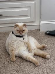 Lost Male Cat last seen Muskogee turnpike past construction going eastbound. And before I-40, I-40,  73110