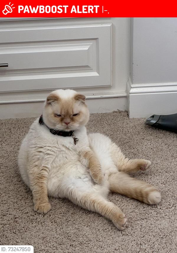 Lost Male Cat last seen Muskogee turnpike past construction going eastbound. And before I-40, I-40,  73110