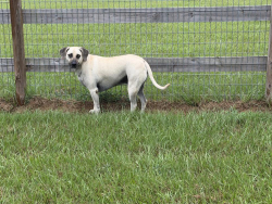 Reunited Male Dog last seen Joseph and Robinhood, Hockley, TX 77447