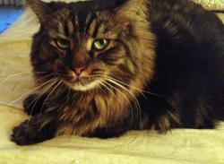 Reunited Male Cat last seen Budlong and 149th St. Gardena, Gardena, CA 90247