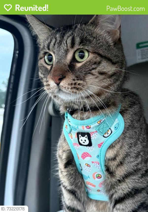Reunited Male Cat last seen Sharp Drive Rapid City SD, Rapid City, SD 57703