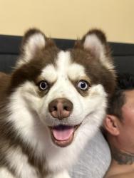 Reunited Male Dog last seen Near 495 south highland area lowell, Lowell, MA 01851