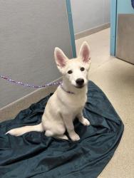 Shelter Stray Female Dog last seen Near BLOCK W DESERT INN RD, LAS VEGAS NV 89146, 655 N Mojave Rd, Las Vegas, NV 89101, USA