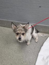 Shelter Stray Male Dog last seen , 655 N Mojave Rd, Las Vegas, NV 89101, USA