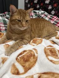 Lost Male Cat last seen Wooddale and Huntington Parkway, Ballston Lake, NY 12019