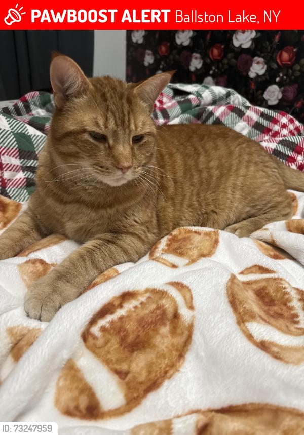 Lost Male Cat last seen Wooddale and Huntington Parkway, Ballston Lake, NY 12019