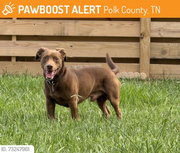 Found/Stray Male Dog last seen Hiwassee outfitters, Polk County, TN 37369