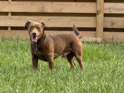 Found/Stray Male Dog last seen Hiwassee outfitters, Polk County, TN 37369