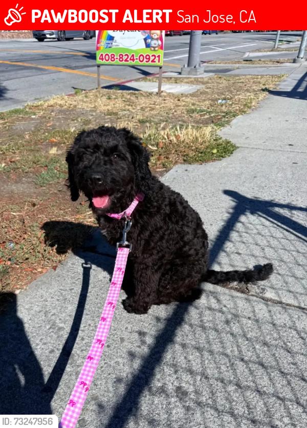 Lost Female Dog last seen Near tropicana, San José CA, San Jose, CA 95122