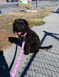 Lost Female Dog last seen Near tropicana, San José CA, San Jose, CA 95122