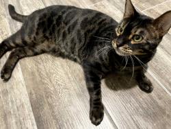 Reunited Male Cat last seen Live Oak Street, Dallas, TX 75206