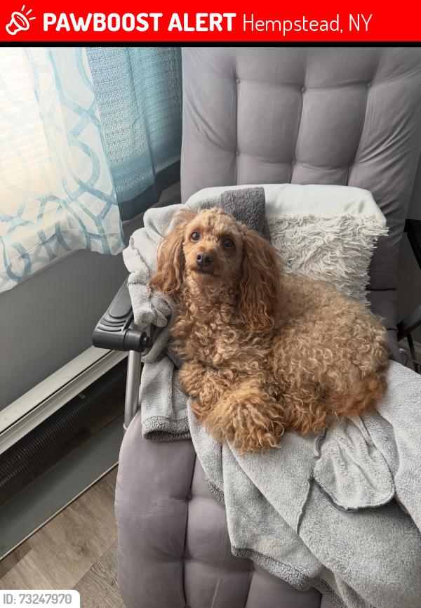 Lost Male Dog last seen Clemente Place & Front St, Hempstead, NY 11550