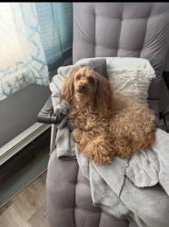 Lost Male Dog last seen Clemente Place & Front St, Hempstead, NY 11550