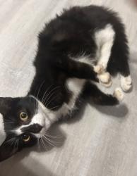 Found/Stray Female Cat last seen Sunglow dr, New Centre Dr, Wilmington, NC 28405