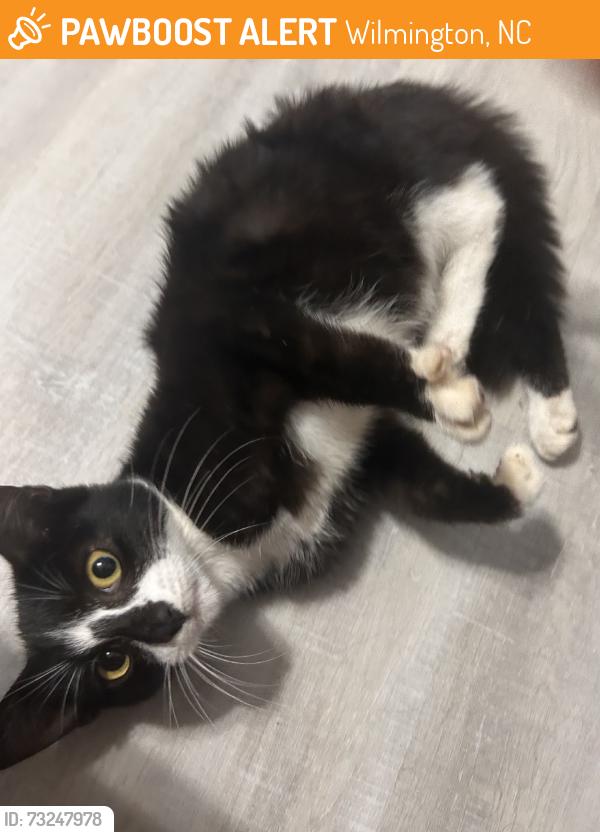 Found/Stray Female Cat last seen Sunglow dr, New Centre Dr, Wilmington, NC 28405