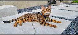 Lost Male Cat last seen Entre les boulevard Johnny Parent, Chauveau, Robert Bourassa et Saint Jacques, Québec, QC G2B 0A5
