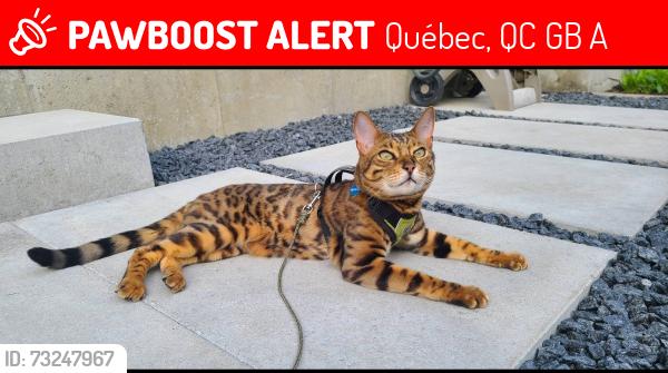 Lost Male Cat last seen Entre les boulevard Johnny Parent, Chauveau, Robert Bourassa et Saint Jacques, Québec, QC G2B 0A5