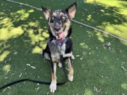 Shelter Stray Male Dog last seen , 14409 Vanowen St, Van Nuys, CA 91405, USA