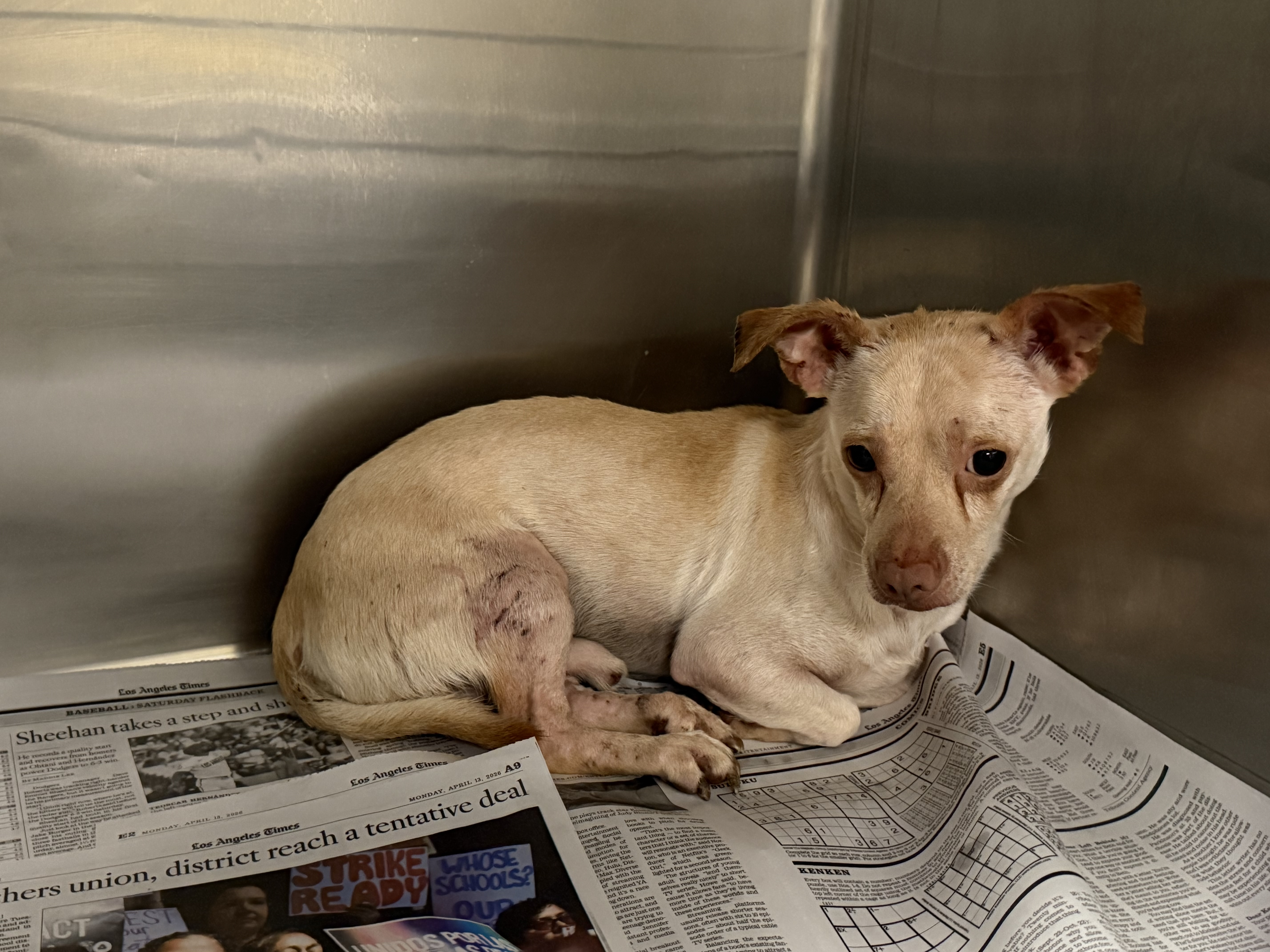 Shelter Stray Male Dog last seen , 14409 Vanowen St, Van Nuys, CA 91405, USA