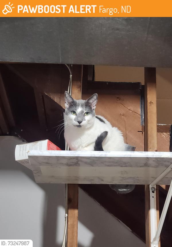 Found/Stray Unknown Cat last seen Near University and Main, Fargo, ND 58103