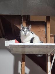 Found/Stray Unknown Cat last seen Near University and Main, Fargo, ND 58103