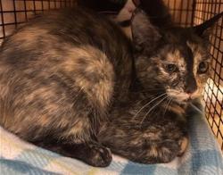 Shelter Stray Female Cat last seen SHADY LEAF WAY & FIG LEAF CT, 2127 Front St, Sacramento, CA 95818, USA