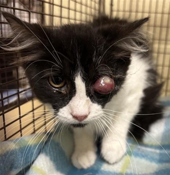 Shelter Stray Male Cat last seen SHADY LEAF WAY & FIG LEAF CT, 2127 Front St, Sacramento, CA 95818, USA