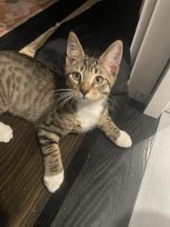 Reunited Male Cat last seen Horne road, Belmont, MA 02478