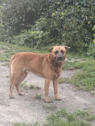 Found/Stray Male Dog last seen stratford crossing dr winston salem, Winston-Salem, NC 27103
