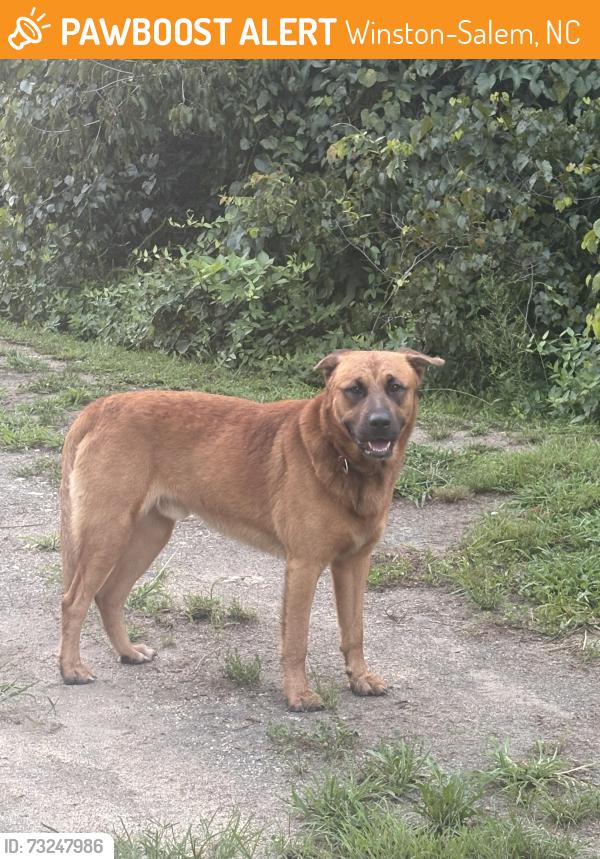 Found/Stray Male Dog last seen stratford crossing dr winston salem, Winston-Salem, NC 27103