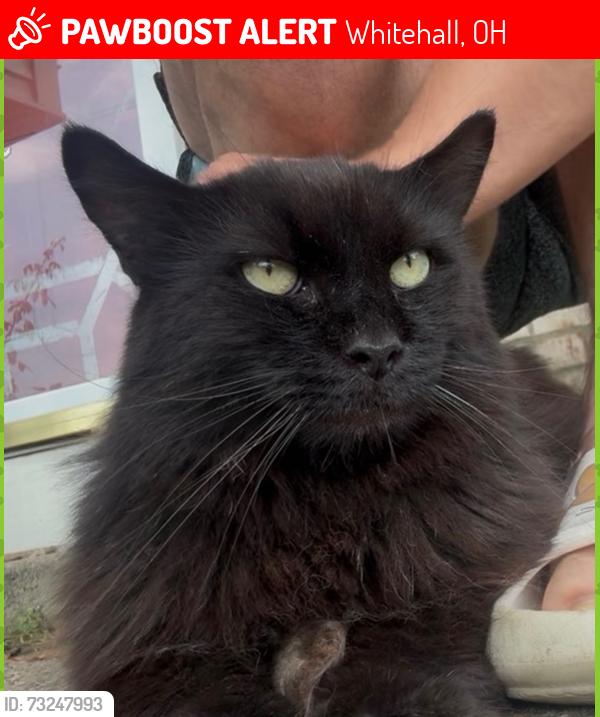 Lost Male Cat last seen Main and fountain ln, Whitehall, OH 43213