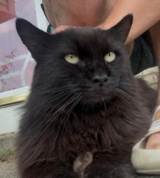 Lost Male Cat last seen Main and fountain ln, Whitehall, OH 43213