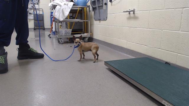 Shelter Stray Female Dog last seen Near BLOCK S SHERIDAN BLVD, DENVER CO 80219, 1241 W Bayaud Ave, Denver, CO 80223, USA