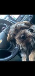 Lost Male Dog last seen Near fm, Dale, TX 78616