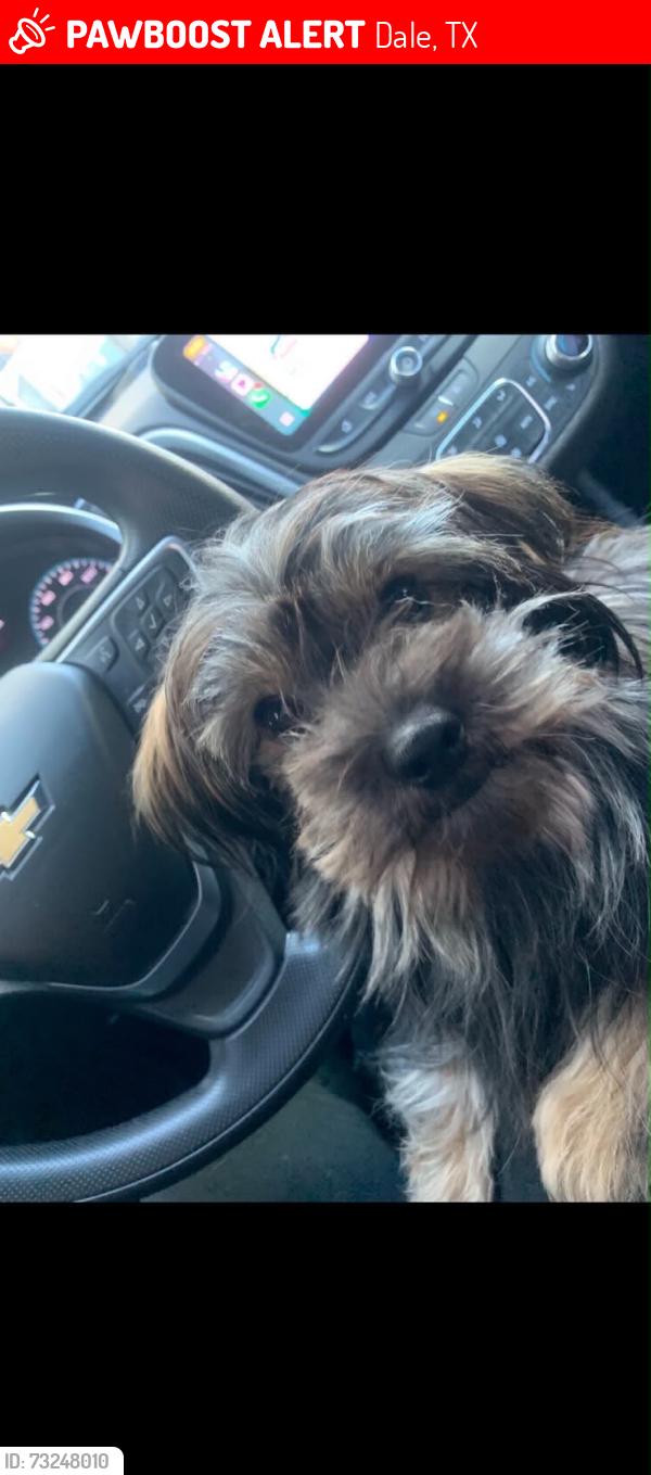 Lost Male Dog last seen Near fm, Dale, TX 78616