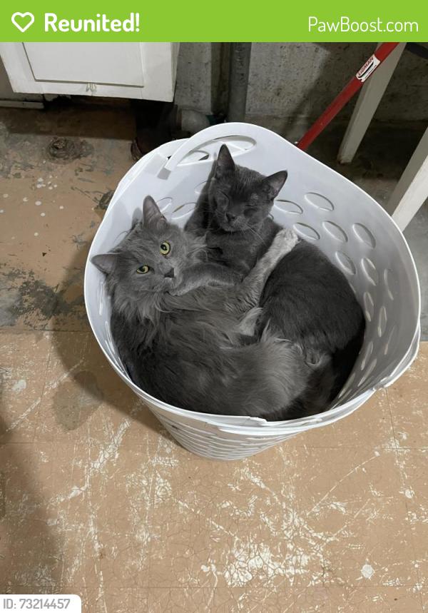 Reunited Female Cat last seen Lake st & Brayton rd. Medical lake middle school, Medical Lake, WA 99022